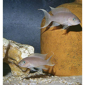 Neolamprologus gracilis