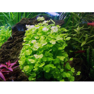 КАРДАМИН ЛИРАТА