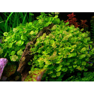 КАРДАМИН ЛИРАТА