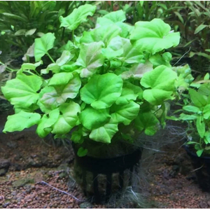 КАРДАМИН ЛИРАТА