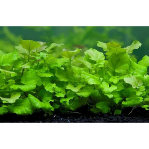 КАРДАМИН ЛИРАТА