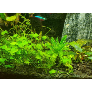 КАРДАМИН ЛИРАТА