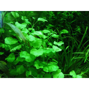 КАРДАМИН ЛИРАТА