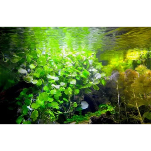 КАРДАМИН ЛИРАТА