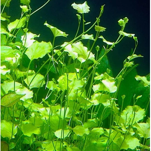 КАРДАМИН ЛИРАТА