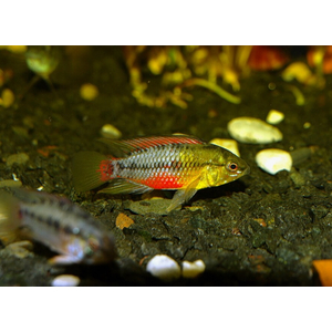 Apistogramma Hongsloi gold red