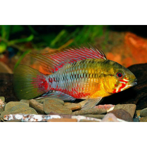 Apistogramma Hongsloi gold red