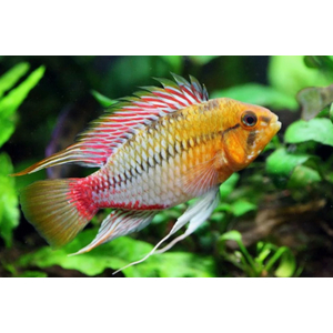 Apistogramma Hongsloi gold red