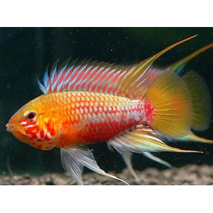 Apistogramma Hongsloi gold red