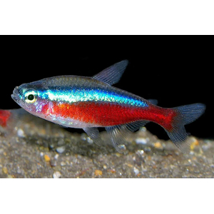 Красный неон (кардинальская тетра, Paracheirodon axelrodi) — вид тропических пресноводных лучепёрых рыб из семейства харациновых. Видовой эпитет дан в честь американского ихтиолога Герберта Р. Аксельрода.