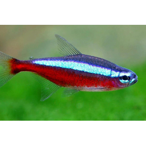 Красный неон (кардинальская тетра, Paracheirodon axelrodi) — вид тропических пресноводных лучепёрых рыб из семейства харациновых. Видовой эпитет дан в честь американского ихтиолога Герберта Р. Аксельрода.