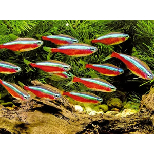 Красный неон (кардинальская тетра, Paracheirodon axelrodi) — вид тропических пресноводных лучепёрых рыб из семейства харациновых. Видовой эпитет дан в честь американского ихтиолога Герберта Р. Аксельрода.