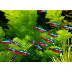 Красный неон (кардинальская тетра, Paracheirodon axelrodi) — вид тропических пресноводных лучепёрых рыб из семейства харациновых. Видовой эпитет дан в честь американского ихтиолога Герберта Р. Аксельрода.