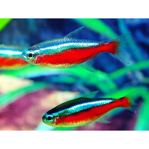 Красный неон (кардинальская тетра, Paracheirodon axelrodi) — вид тропических пресноводных лучепёрых рыб из семейства харациновых. Видовой эпитет дан в честь американского ихтиолога Герберта Р. Аксельрода.