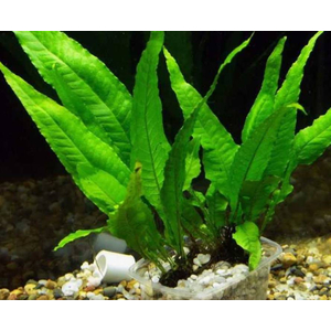 ПАПОРОТНИК ТАИЛАНДСКИЙ - Microsorum pteropus