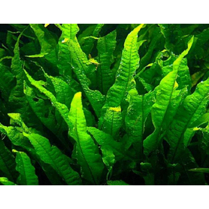 ПАПОРОТНИК ТАИЛАНДСКИЙ - Microsorum pteropus