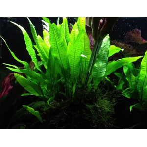 ПАПОРОТНИК ТАИЛАНДСКИЙ - Microsorum pteropus