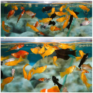 ПЕЦИЛИЯ АССОРТИ