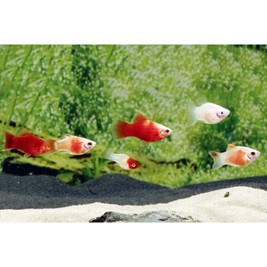 ПЕЦИЛИЯ АССОРТИ