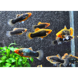 ПЕЦИЛИЯ АССОРТИ