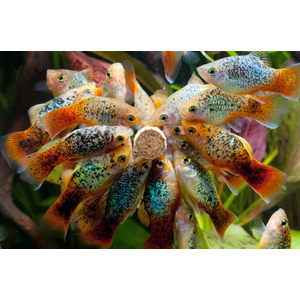 ПЕЦИЛИЯ АССОРТИ