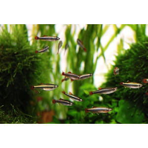 Кардинал (Tanichthys albonubes)