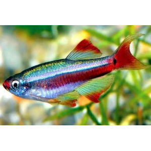 Кардинал (Tanichthys albonubes)