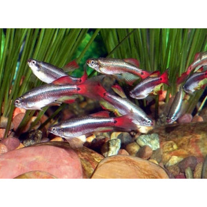 Кардинал (Tanichthys albonubes)