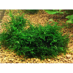 МОХ ЯВАНСКИЙ - Java moss