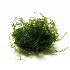 МОХ ЯВАНСКИЙ - Java moss