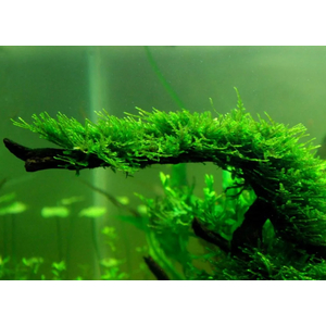 МОХ ЯВАНСКИЙ - Java mossМОХ ЯВАНСКИЙ - Java moss