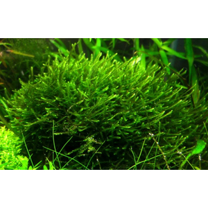 МОХ ЯВАНСКИЙ - Java moss