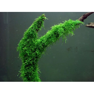 МОХ ЯВАНСКИЙ - Java moss