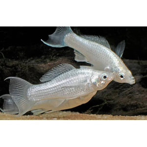 МОЛЛИНЕЗИЯ БЕЛАЯ СНЕЖИНКА