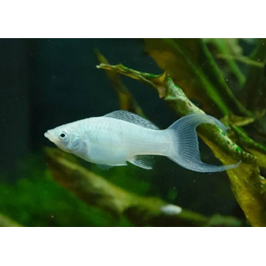 МОЛЛИНЕЗИЯ БЕЛАЯ СНЕЖИНКА