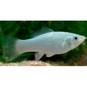 МОЛЛИНЕЗИЯ БЕЛАЯ СНЕЖИНКА