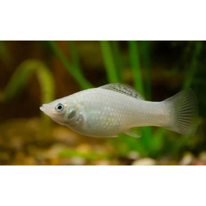 МОЛЛИНЕЗИЯ БЕЛАЯ СНЕЖИНКА