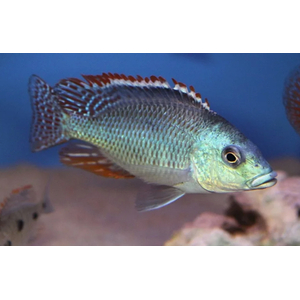 ОТОФАРИНКС ТЕТРАСТИГМА - Otopharynx tetrastigma