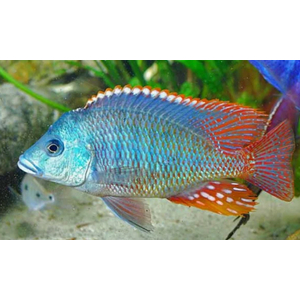 ОТОФАРИНКС ТЕТРАСТИГМА - Otopharynx tetrastigma