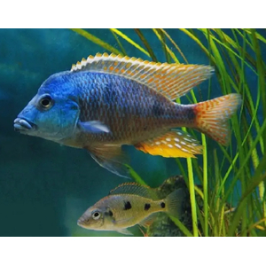 ОТОФАРИНКС ТЕТРАСТИГМА - Otopharynx tetrastigma