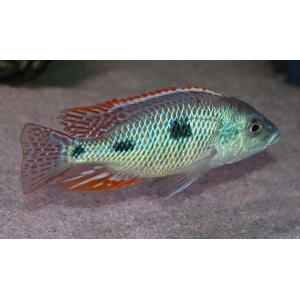 ОТОФАРИНКС ТЕТРАСТИГМА - Otopharynx tetrastigma