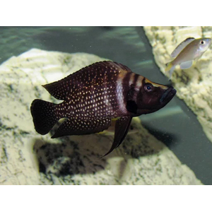 Altolamprologus calvus Black