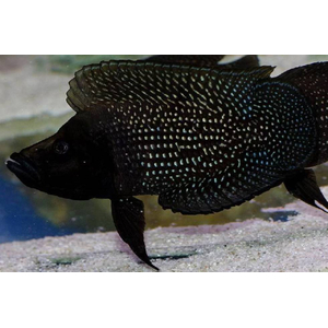 Altolamprologus calvus Black