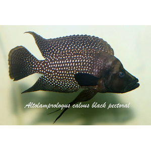 Altolamprologus calvus Black