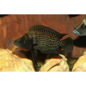 Altolamprologus calvus Black