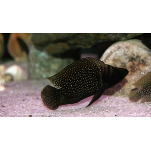 Altolamprologus calvus Black