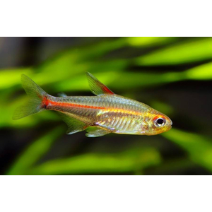 ТЕТРА СВЕТЛЯЧОК