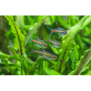 ТЕТРА СВЕТЛЯЧОК