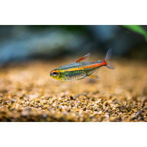 ТЕТРА СВЕТЛЯЧОК