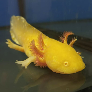 Золотой аксолотль — это неотеническая личинка мексиканской амбистомы (Ambystoma mexicanum). Золотыми аксолотлями называют одну из морф, у которых тело полностью или большая его часть окрашена в желтоватый цвет.